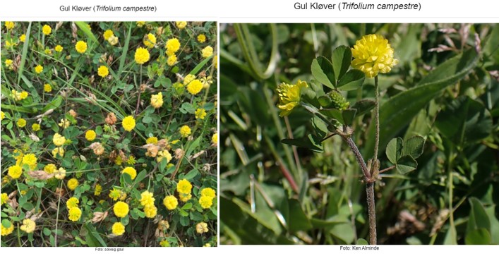 De gule giftige planter - så dem der ikke giftige...! - Karina Nymark