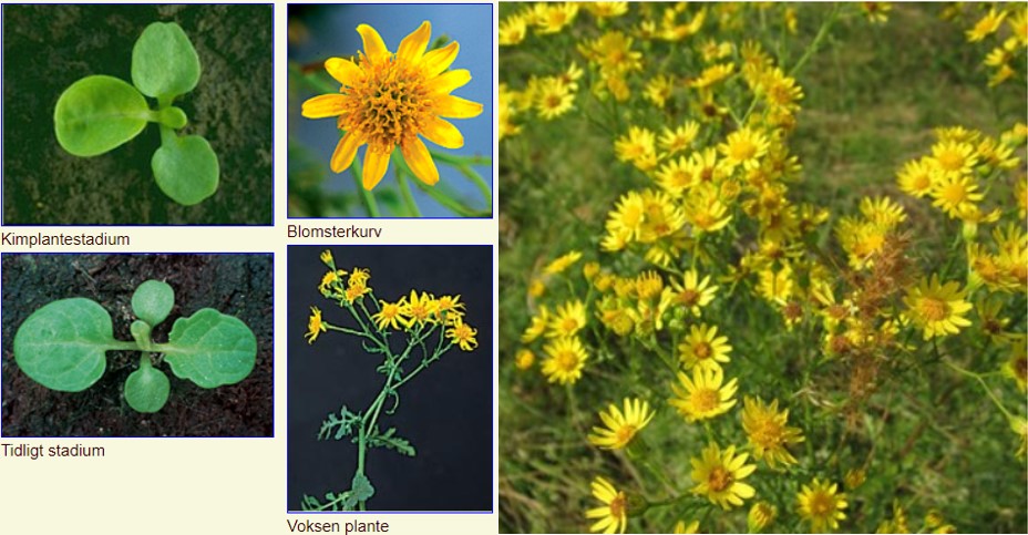 De gule giftige planter - så dem der ikke giftige...! - Karina Nymark
