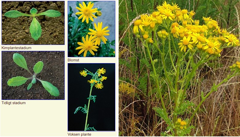 De gule giftige planter - så dem der ikke er giftige...! - Karina Nymark