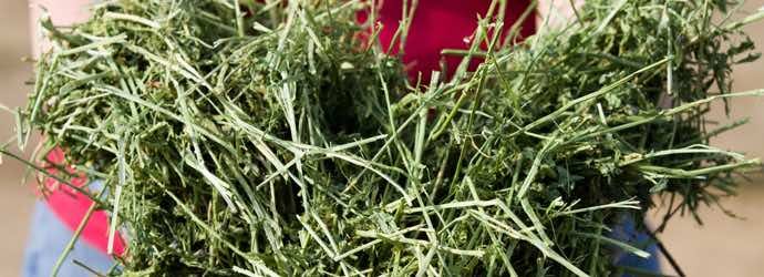 Alfalfa vs. græsser – Lucerne: En udskældt fiber?